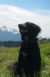Harrydog